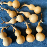 Tianjin Mouth Gourd Seeds – Premium Featured Variety, Easy to Cultivate, Excellent Ornamental Value