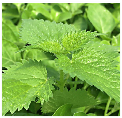 Stinging Nettle Seeds (Urtica dioica) ~Traditional Herb Native Perennial Garden