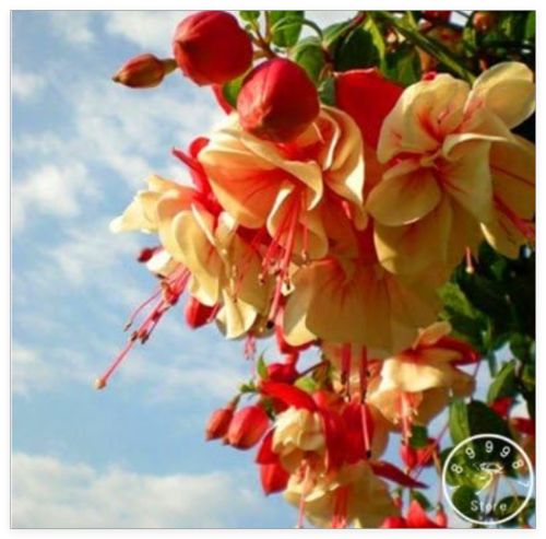 Multicolor Double Petals Fuchsia Seed Potted Flower Garden Plants Hanging Fuchsia (Color: 7)