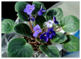 Trailing African Violet Seeds ~ Saintpaulia ~ Indoor Plant ~ House Plants ~ Fun