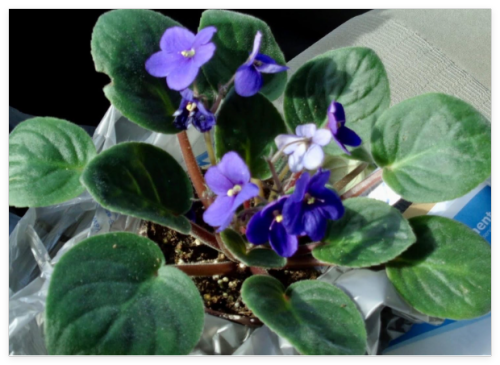 Trailing African Violet Seeds ~ Saintpaulia ~ Indoor Plant ~ House Plants ~ Fun