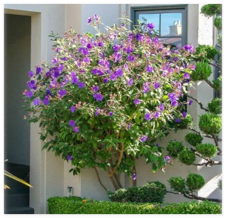 Tibouchina urvilleana | Glory Bush | Princess Flower | Seeds