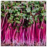 Sprouting Triton Purple Radish Heirloom Cool Season Non-GMO