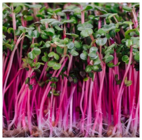 Sprouting Triton Purple Radish Heirloom Cool Season Non-GMO