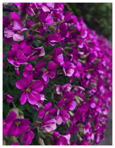 Rock Cress Seeds Aubrieta Cascading Purple Flowers - Ground Cover