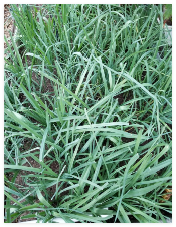Organic Seeds of Persian Leek تره Tareh, گندنه Chinese Jiu CAI Chives