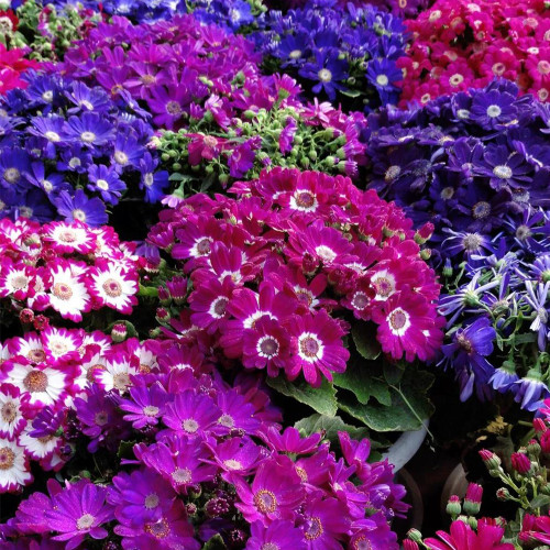 Mixed-color Large-flowered Cineraria Seeds | Easy Grow Winter Blooming Flowers for Patio Containers & Indoors