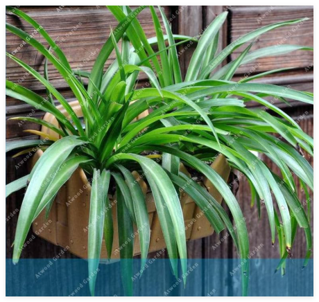 Chlorophytum Comosum Beautiful Flowers on Balcony for Home Garden