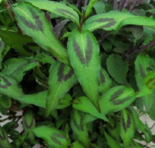 Vietnamese Coriander - Culinary Herb Plant