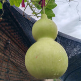 Extra-Large Bottle Gourd Seeds - Easy to grow and manage, thick shell, ideal for home decor & handicraft making