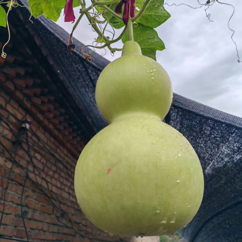 Extra-Large Bottle Gourd Seeds - Easy to grow and manage, thick shell, ideal for home decor & handicraft making