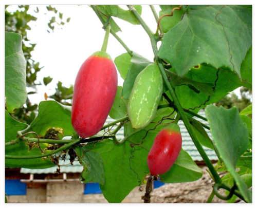 Ivy Gourd Seeds Kovakkai Seeds Coccinia Grandis Seeds Sri Lanka