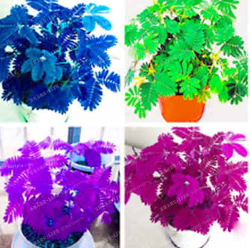 Bashful Grass Seed Mimosa Pudica Linn Foliage Mimosa Pudica Sensitive Seed Plant Home Garden