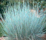 Little Bluestem Ornamental Grass Seed USA Seeds Organic