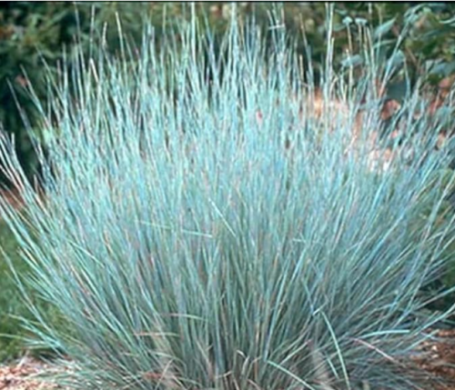 Little Bluestem Ornamental Grass Seed USA Seeds Organic
