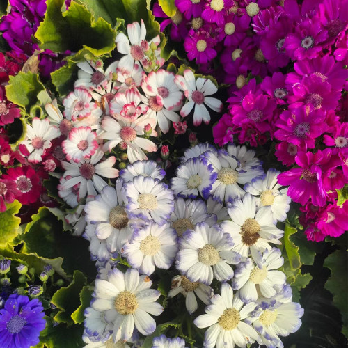 Mixed-color Large-flowered Cineraria Seeds | Easy Grow Winter Blooming Flowers for Patio Containers & Indoors
