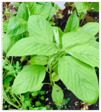 Green Amaranth Seeds Chinese Spinach Green Edible Vegetable