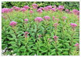 Joe PYE Weed Seeds Native Wildflower Vanilla Summer Flower Garden Heat Cold