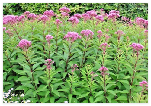 Joe PYE Weed Seeds Native Wildflower Vanilla Summer Flower Garden Heat Cold