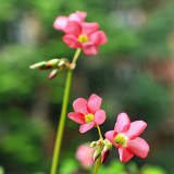Oxalis tetraphylla 'Iron Cross' Bulbs - Four-Leaf Lucky Clover Indoor Plant Gift, Low Maintenance