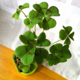 Oxalis deppei 'Mexico BotKA G4' Bulbs - Compact Four-Leaf Plant for Desktop & Small Planter