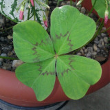 Oxalis deppei 'Mexico BotKA G4' Bulbs - Compact Four-Leaf Plant for Desktop & Small Planter
