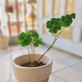 Oxalis deppei 'Mexico BotKA G4' Bulbs - Compact Four-Leaf Plant for Desktop & Small Planter