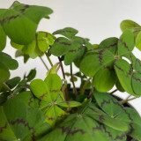 Oxalis deppei 'Mexico BotKA G4' Bulbs - Compact Four-Leaf Plant for Desktop & Small Planter