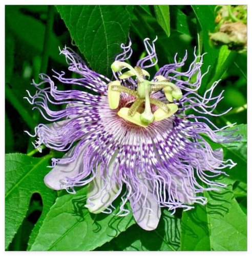 Purple Passion Flower Vine (Passiflora incarnata) Seeds