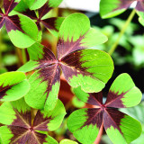 Oxalis tetraphylla 'Iron Cross' Bulbs - Four-Leaf Lucky Clover Indoor Plant Gift, Low Maintenance