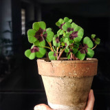 Oxalis tetraphylla 'Iron Cross' Bulbs - Four-Leaf Lucky Clover Indoor Plant Gift, Low Maintenance