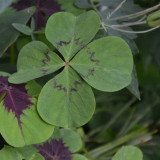 Oxalis deppei 'Mexico BotKA G4' Bulbs - Compact Four-Leaf Plant for Desktop & Small Planter