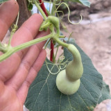 Twisted-Handle Ornamental Gourd Seeds - Easy to Grow, Unique Shape, Perfect for Gardening Enthusiasts