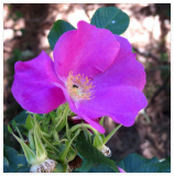 Dog Rose Seeds | Rosa canina Seeds for Hedge and Wildlife Plants