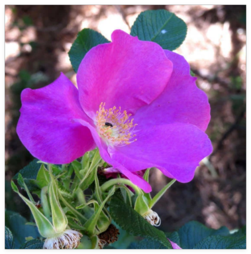 Dog Rose Seeds | Rosa canina Seeds for Hedge and Wildlife Plants