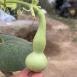 Twisted-Handle Ornamental Gourd Seeds - Easy to Grow, Unique Shape, Perfect for Gardening Enthusiasts