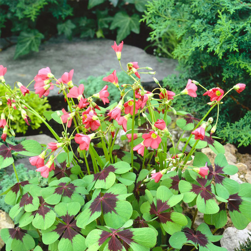 Oxalis tetraphylla 'Iron Cross' Bulbs - Four-Leaf Lucky Clover Indoor Plant Gift, Low Maintenance