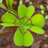 Oxalis deppei 'Mexico BotKA G4' Bulbs - Compact Four-Leaf Plant for Desktop & Small Planter