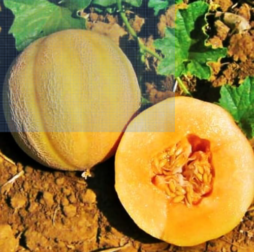 Minnesota Midget Cantaloupe Seeds Mini Melon Fruit Non-GMO