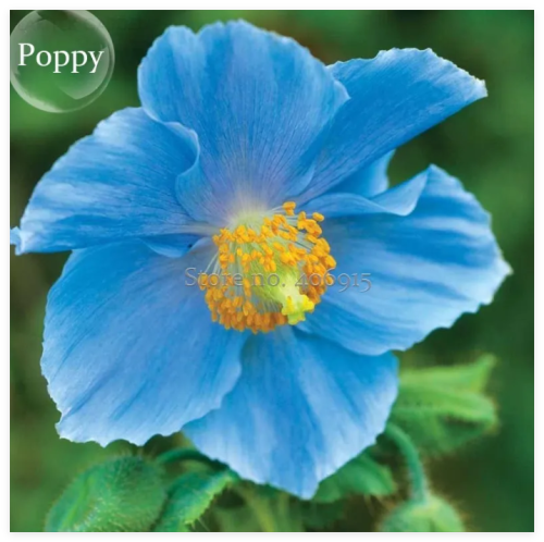 Rare Blue Corn Iceland Poppy Annual Flowers seeds, light your garden