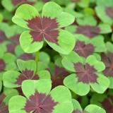 Oxalis tetraphylla 'Iron Cross' Bulbs - Four-Leaf Lucky Clover Indoor Plant Gift, Low Maintenance