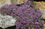 Pink Rock Soapwort Flower Seeds (Saponaria Ocymoides) | Soap Alternative