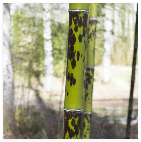 Phyllostachys bambusoides f. tanakae