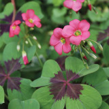 Oxalis tetraphylla 'Iron Cross' Bulbs - Four-Leaf Lucky Clover Indoor Plant Gift, Low Maintenance