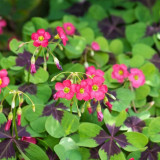 Oxalis tetraphylla 'Iron Cross' Bulbs - Four-Leaf Lucky Clover Indoor Plant Gift, Low Maintenance