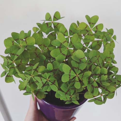 Oxalis deppei 'Mexico BotKA G4' Bulbs - Compact Four-Leaf Plant for Desktop & Small Planter