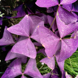 Oxalis triangularis 'Purpurea' Bulbs – Purple Shamrock Plant Low-Maintenance Perennial for Small Spaces & Planters