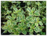 Lemon Thyme Seeds Thymus Pulegioides Broad-Leaved HERB Perennial