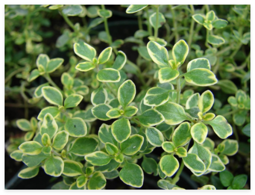 Lemon Thyme Seeds Thymus Pulegioides Broad-Leaved HERB Perennial