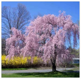 Weeping Pink Cherry Tree Seeds Flowering Japanese Ornamental Prunus Flowers